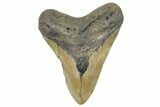 Fossil Megalodon Tooth - North Carolina #299062-1